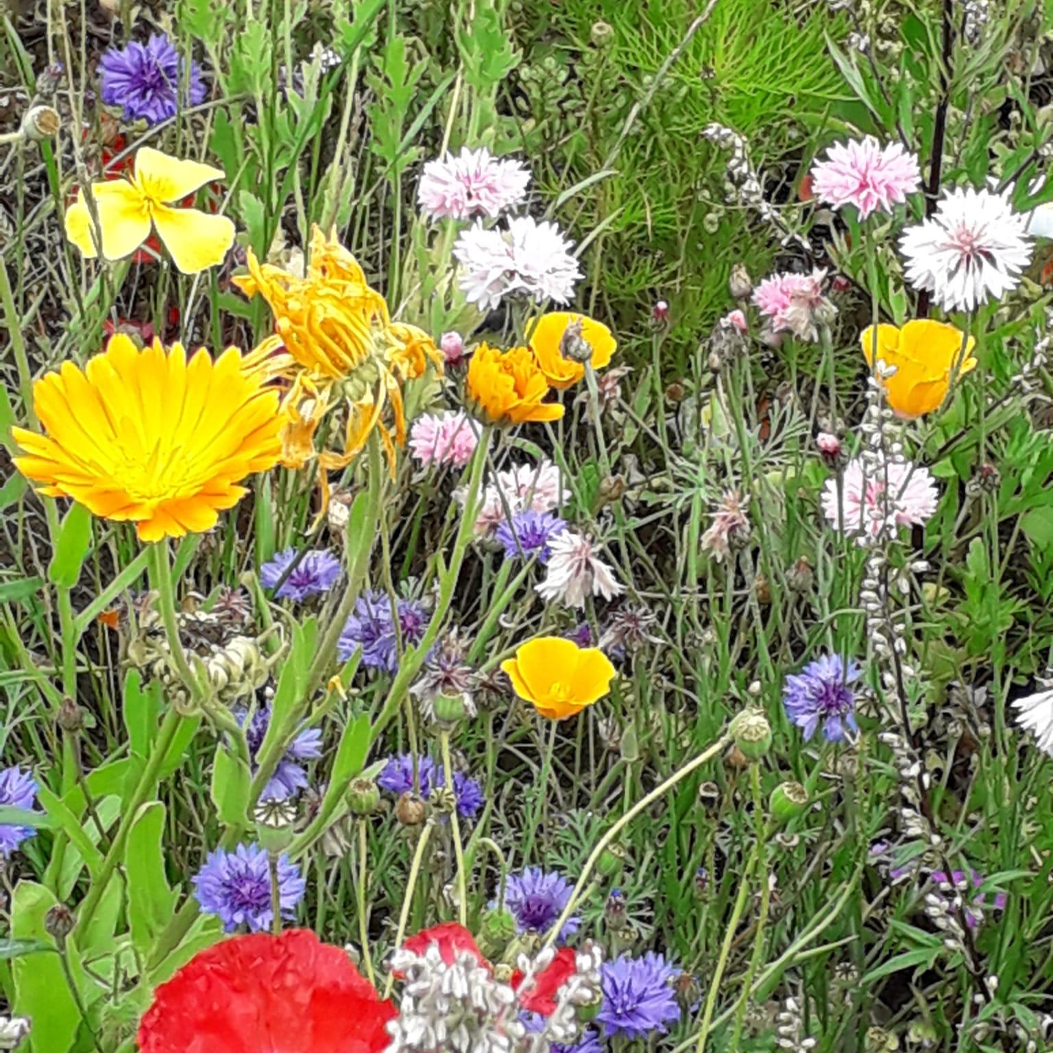 Countrypastoral Blumen